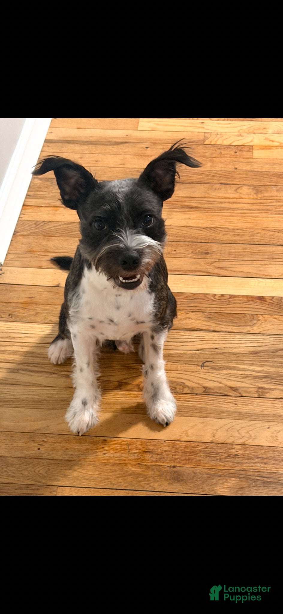 Mixed Breed dogs for sale: Oliver - Ad 9