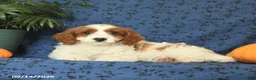 Cavapoo dogs for sale: Crissa - Ad 5