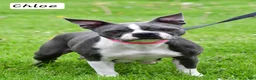 Frenchton dogs for sale: Bella  - Ad 12