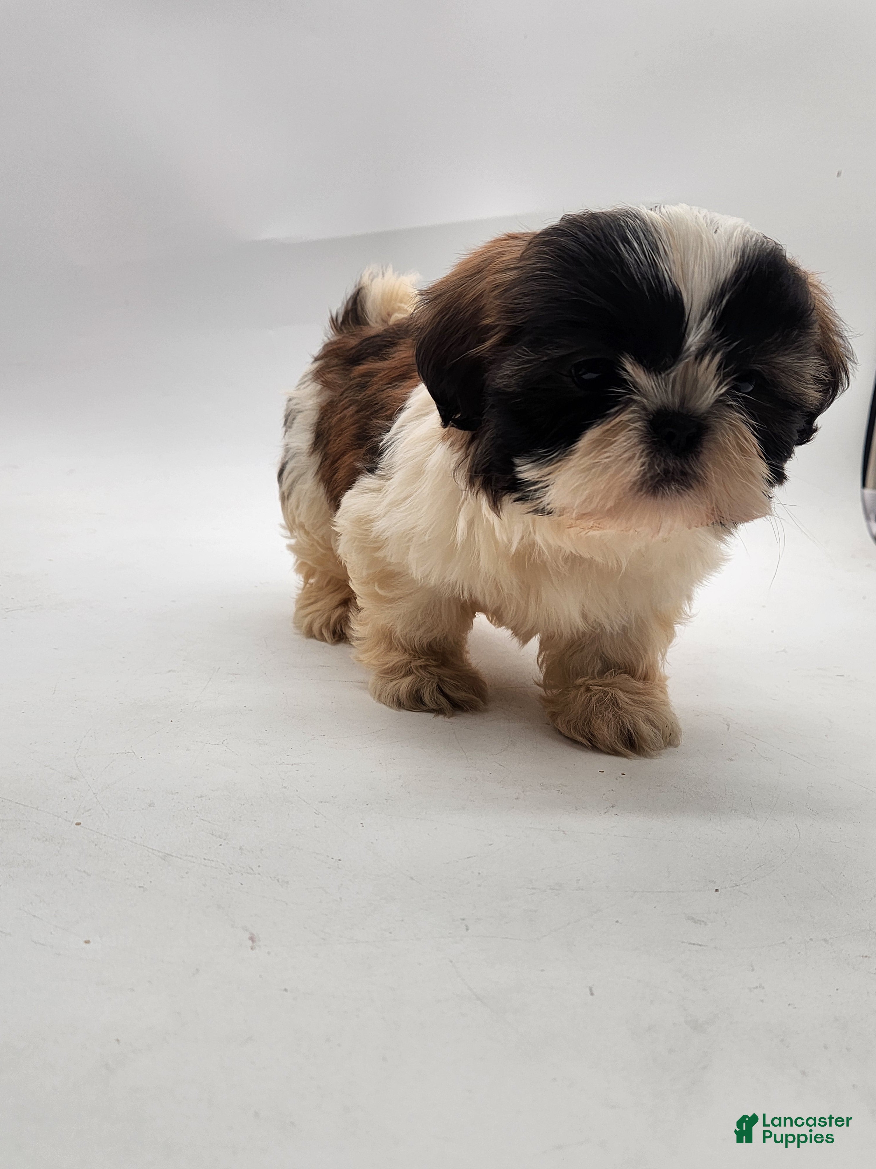 Shih Tzu dogs Shih Tzu Puppy 2 - Ad 2