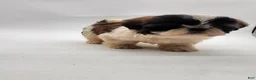 Shih Tzu dogs for sale: Shih Tzu Puppy 2 - Ad 2