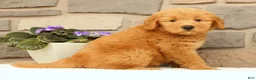 Mini Goldendoodle dogs for sale: Cash - Ad 7