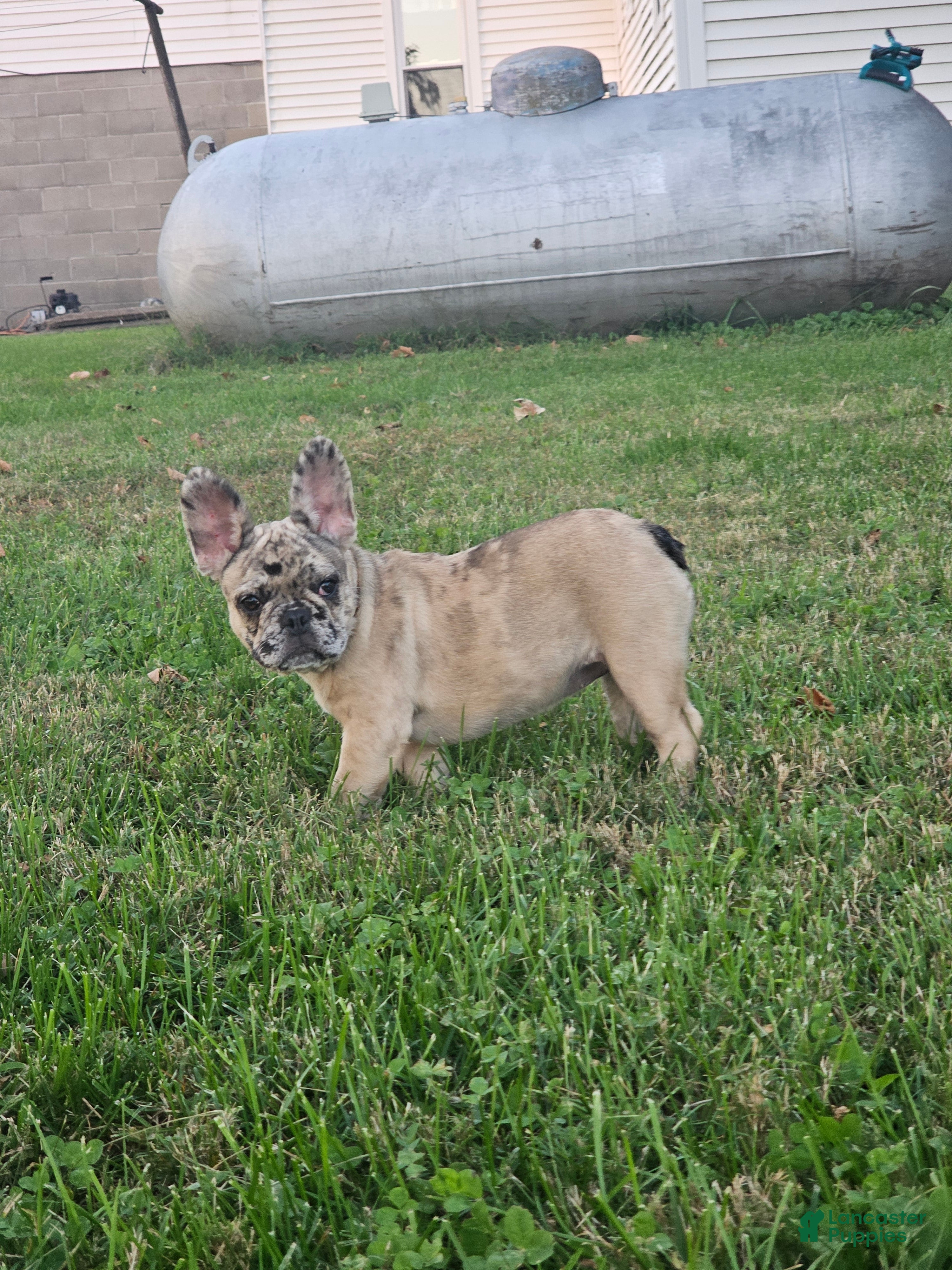 French Bulldog dogs Meadow - Ad 2