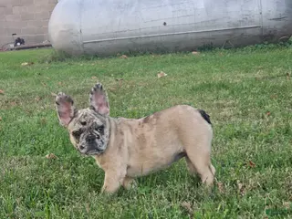 French Bulldog dogs Meadow - Ad 2