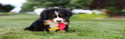 Bernese Mountain Dog dogs for sale: Prince - Ad 7