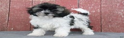 Shihpoo dogs for sale: Makayla - Ad 4