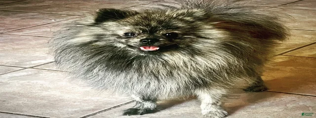 Finn 