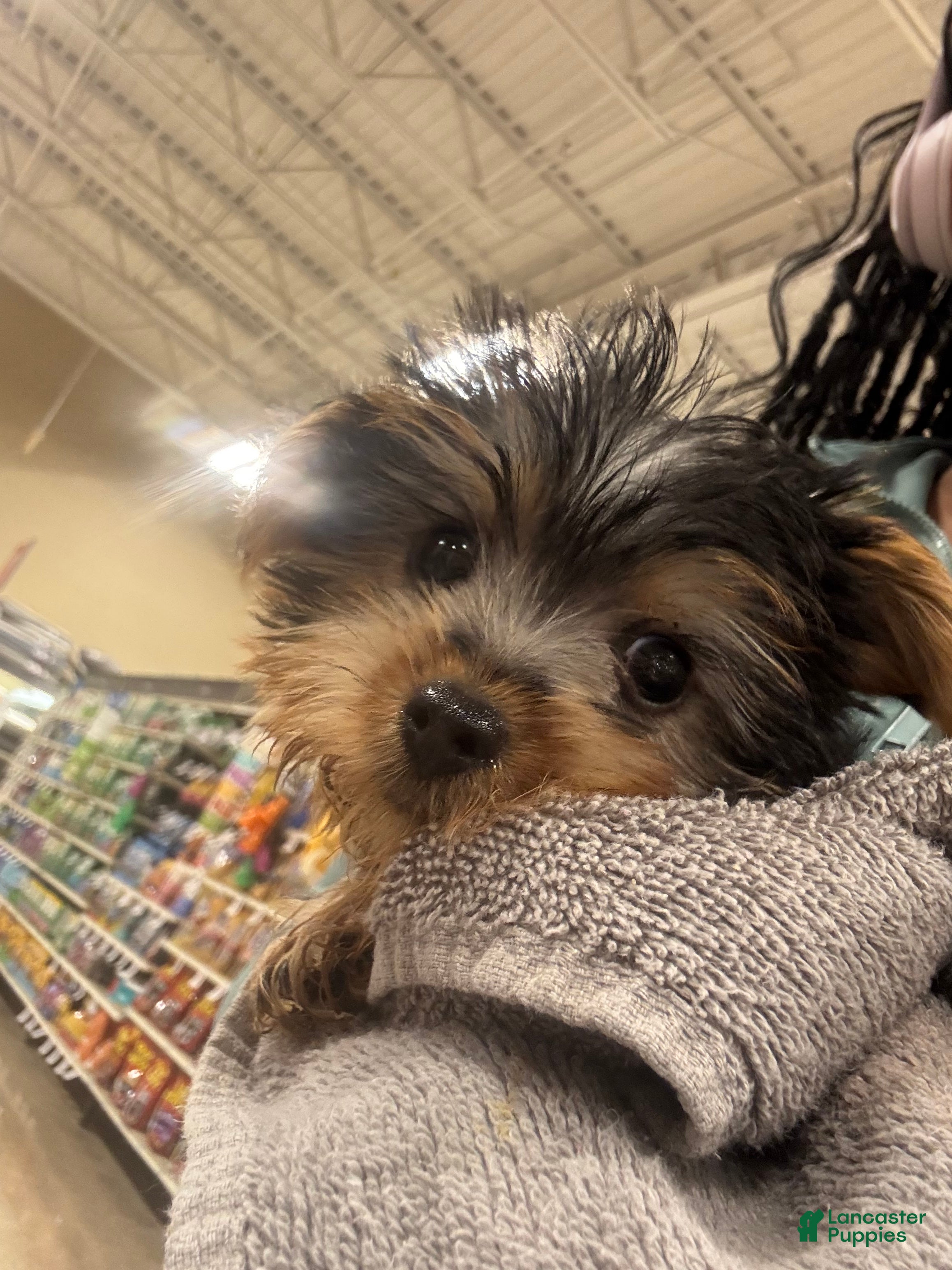 Yorkshire Terrier dogs Yorkshire Terrier Puppy 1 - Ad 18