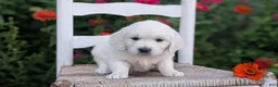 Golden Retriever dogs for sale: Bitsy - Ad 8