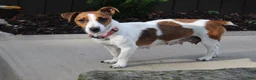 Jack Russell Terrier dogs for sale: Benji - Ad 7