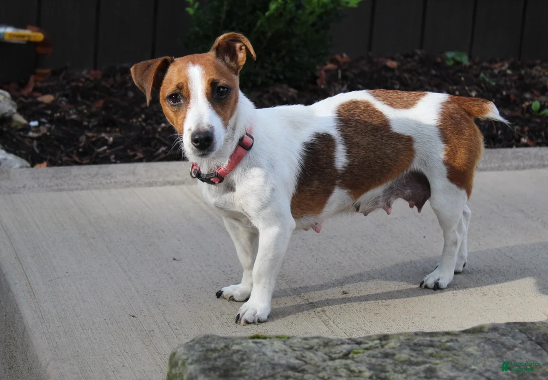 Jack Russell Terrier dogs for sale: Benji - Ad 7