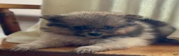 Pomeranian dogs for sale: Kelsey - Ad 3