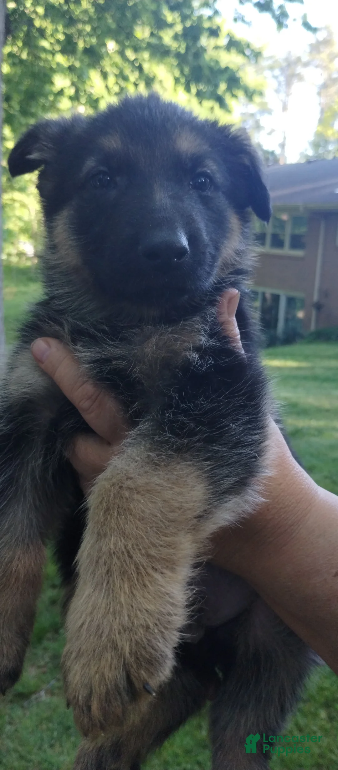 German Shepherd dogs for sale: German Shepherd Puppy 7 - Ad 2