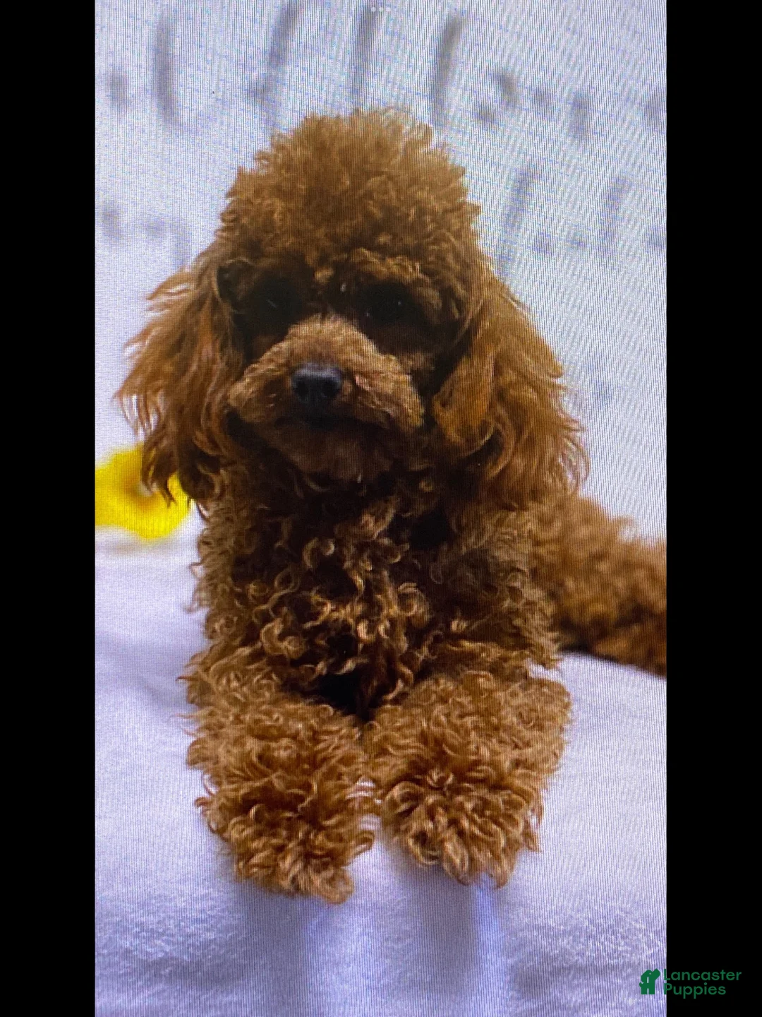 Toy Poodle dogs for sale: AKC Conner (tiny) - Ad 11