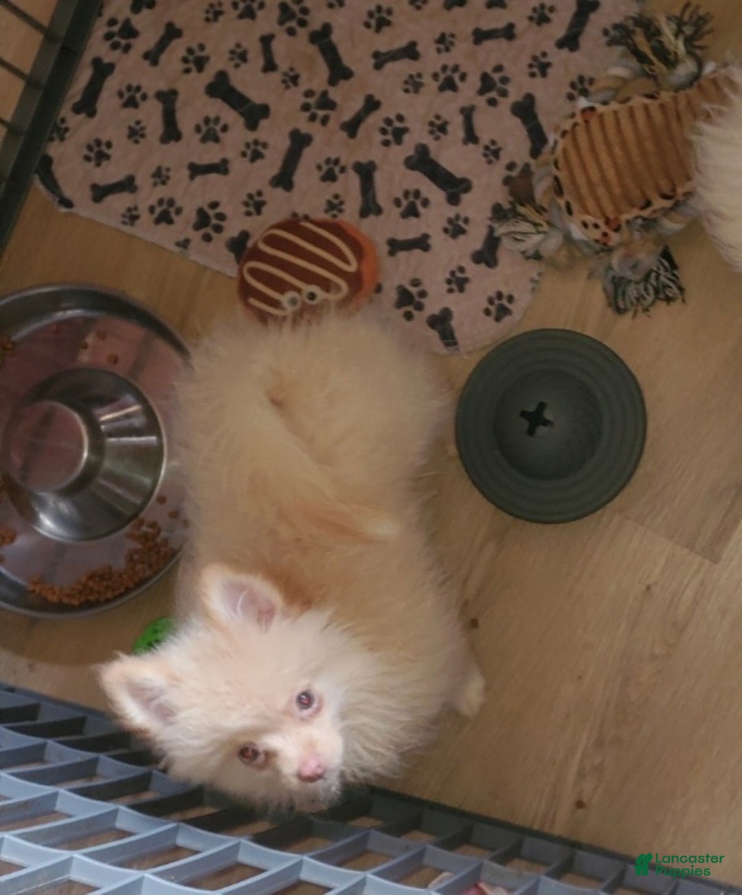 Pomeranian dogs for sale: Beaver - Ad 1