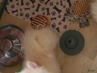 Pomeranian dogs Beaver - Ad 13