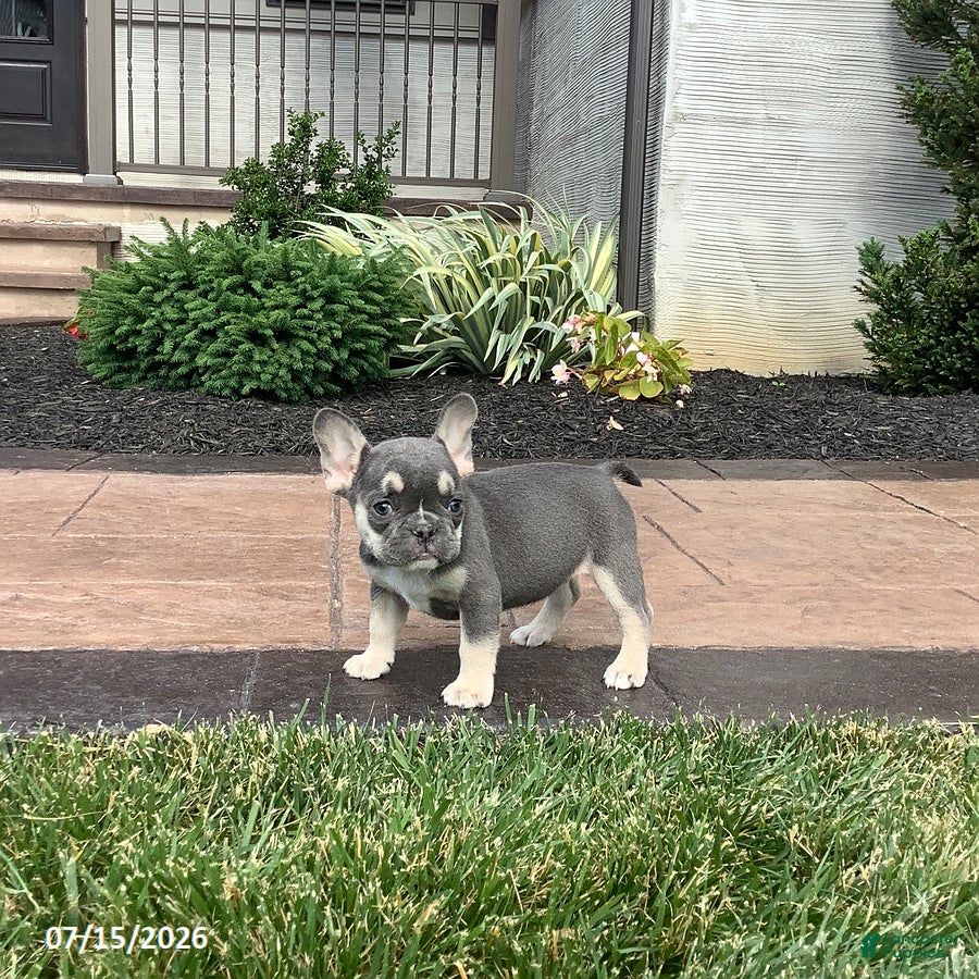 French Bulldog dogs Vienna - Ad 2