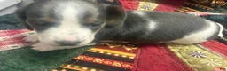 Miniature Dachshund dogs for sale: Miniature Dachshund 1 - Ad 3