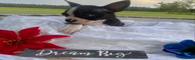 Boston Terrier 4