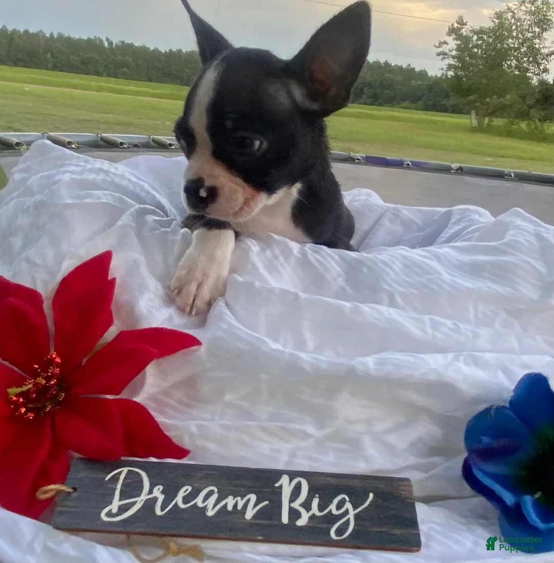 Boston Terrier dogs for sale: Boston Terrier 4 - Ad 1