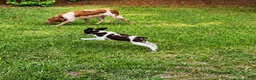 Brittany Spaniel dogs for sale: Theo - Ad 6