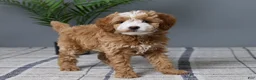 Mini Goldendoodle dogs for sale: Chloe - Ad 4