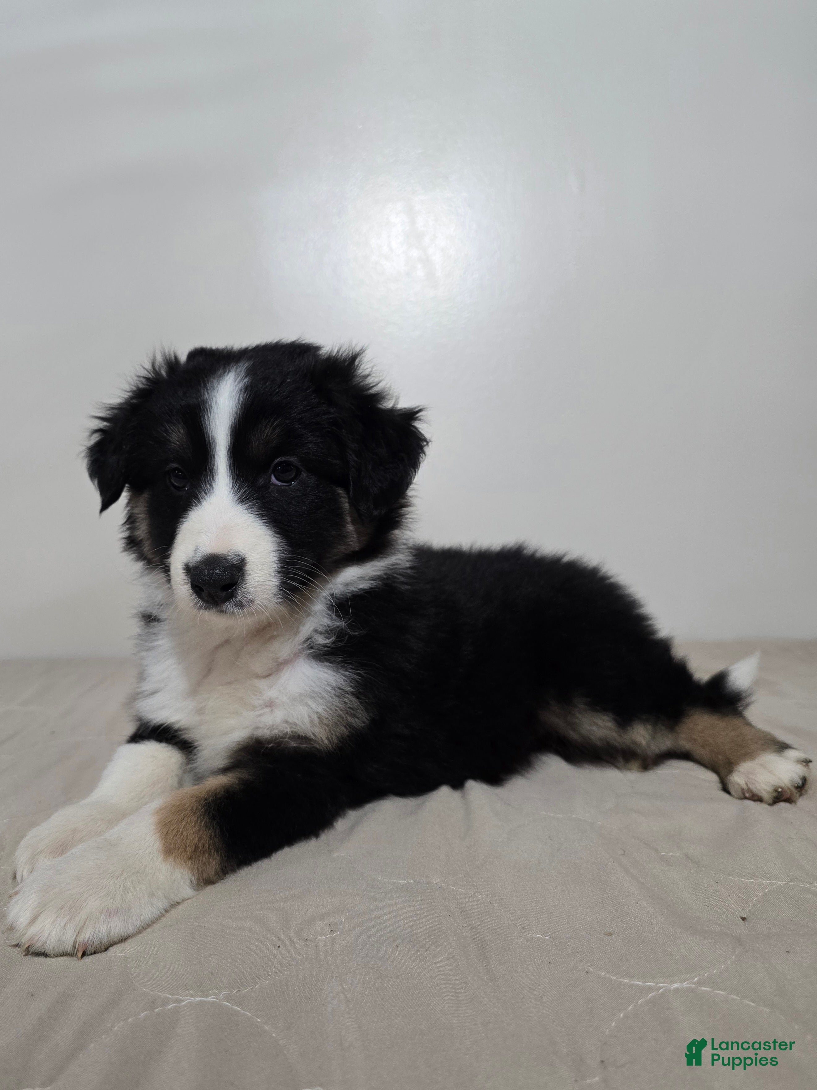 Australian Shepherd dogs Jackson  - Ad 19