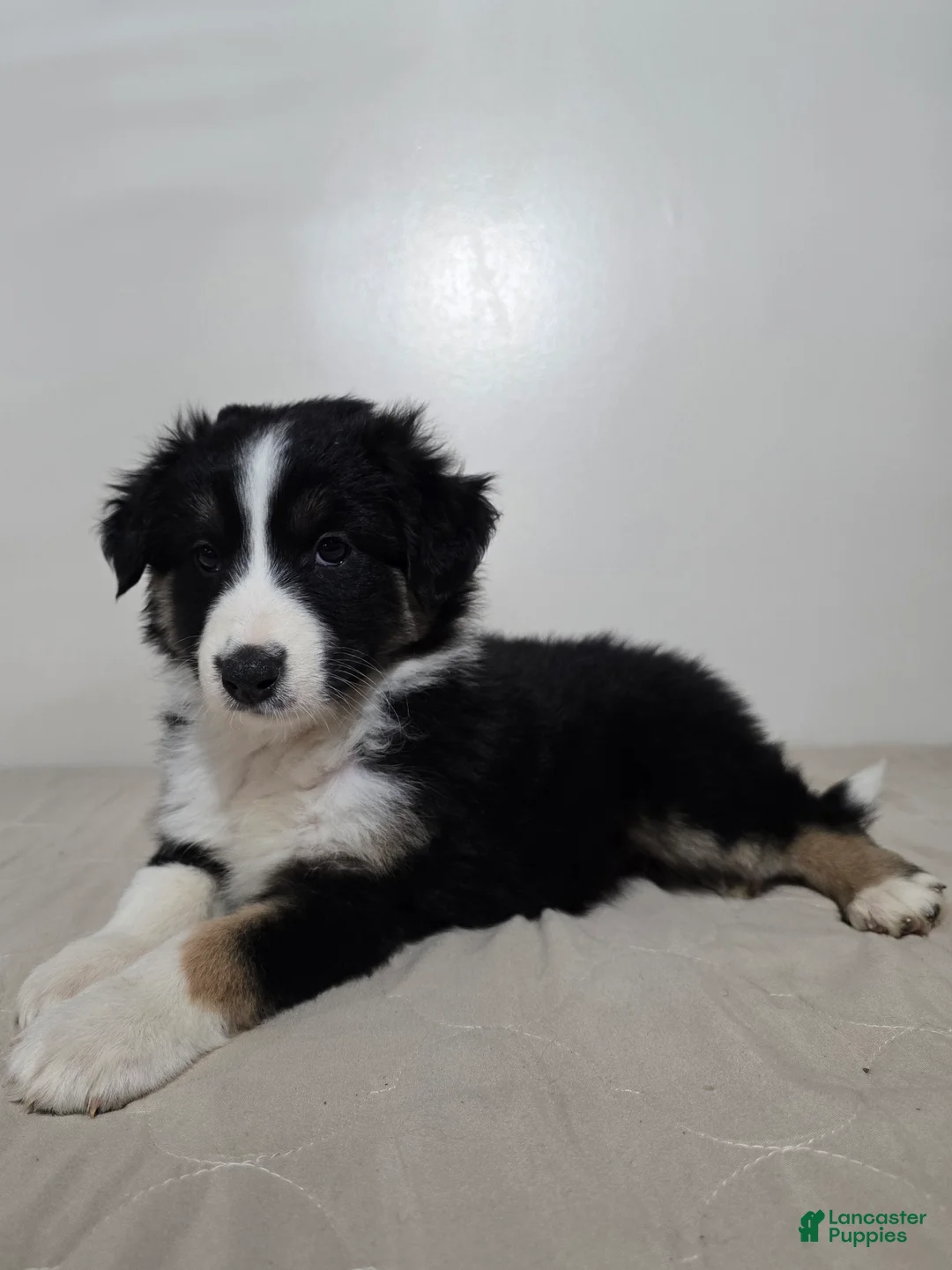Australian Shepherd dogs for sale: Jackson  - Ad 1