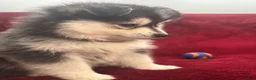 Pomsky dogs for sale: Gio - Ad 6