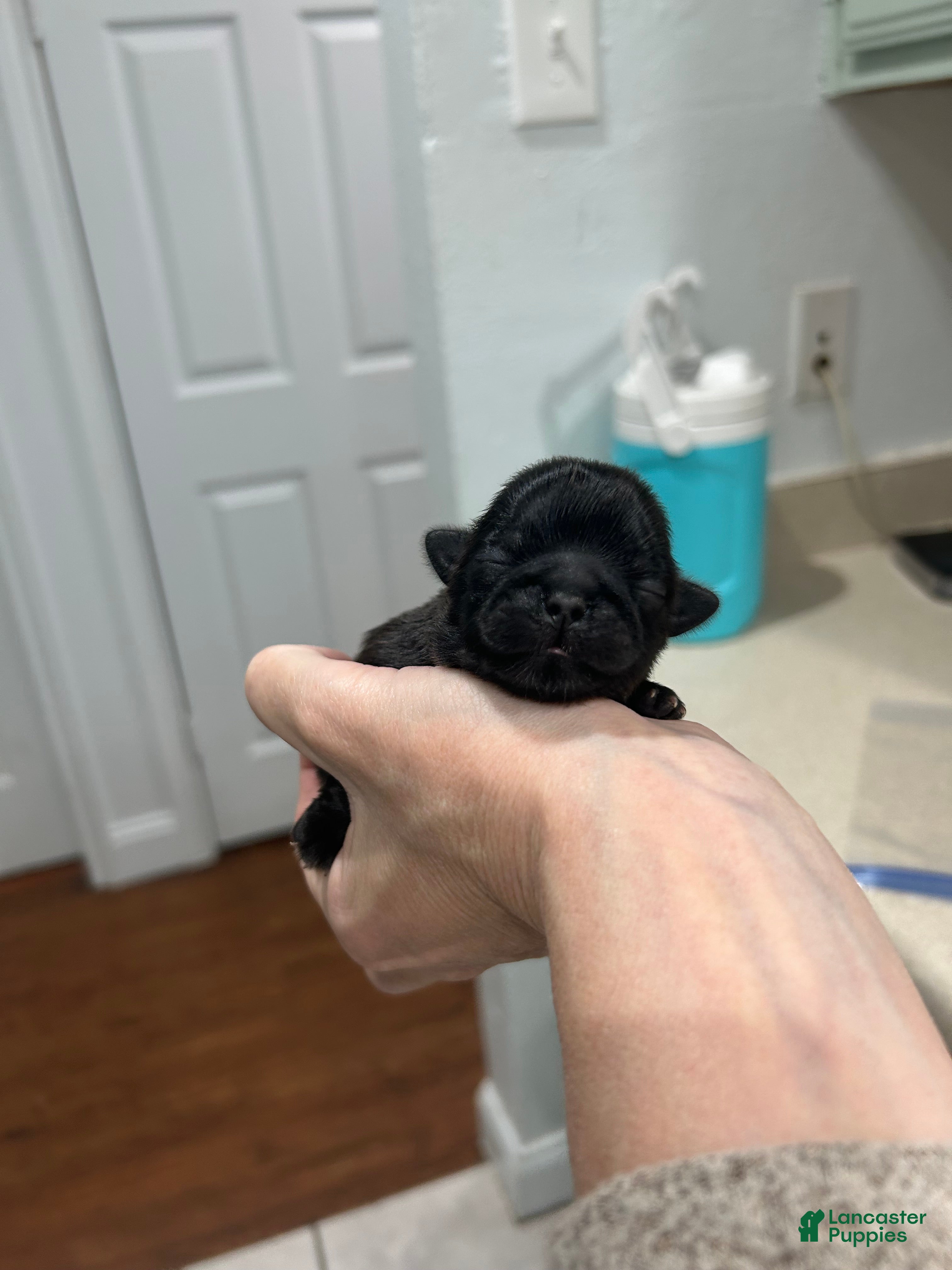 Shih Tzu dogs for sale: Onyx - Ad 10