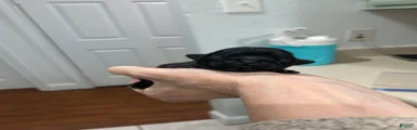 Onyx