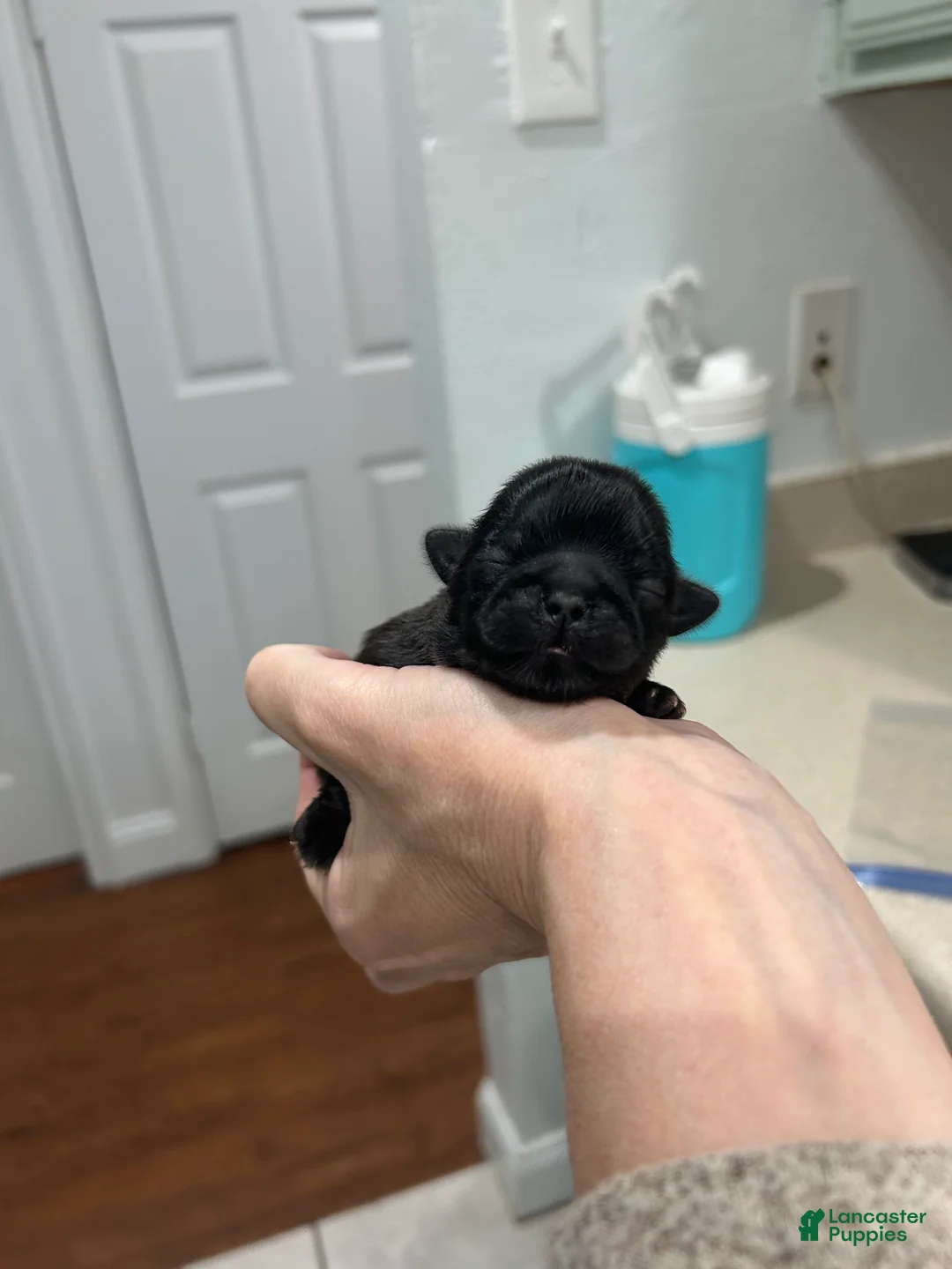 Shih Tzu dogs for sale: Onyx - Ad 1