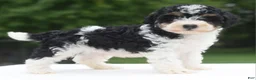 Toy Poodle dogs for sale: Bentley  - Ad 10