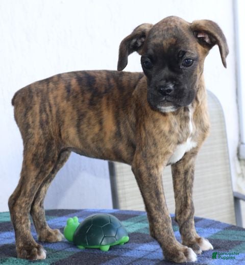 Boxer dogs Julie  - Ad 2