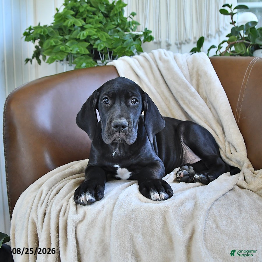 Great Dane dogs Blair - Ad 1