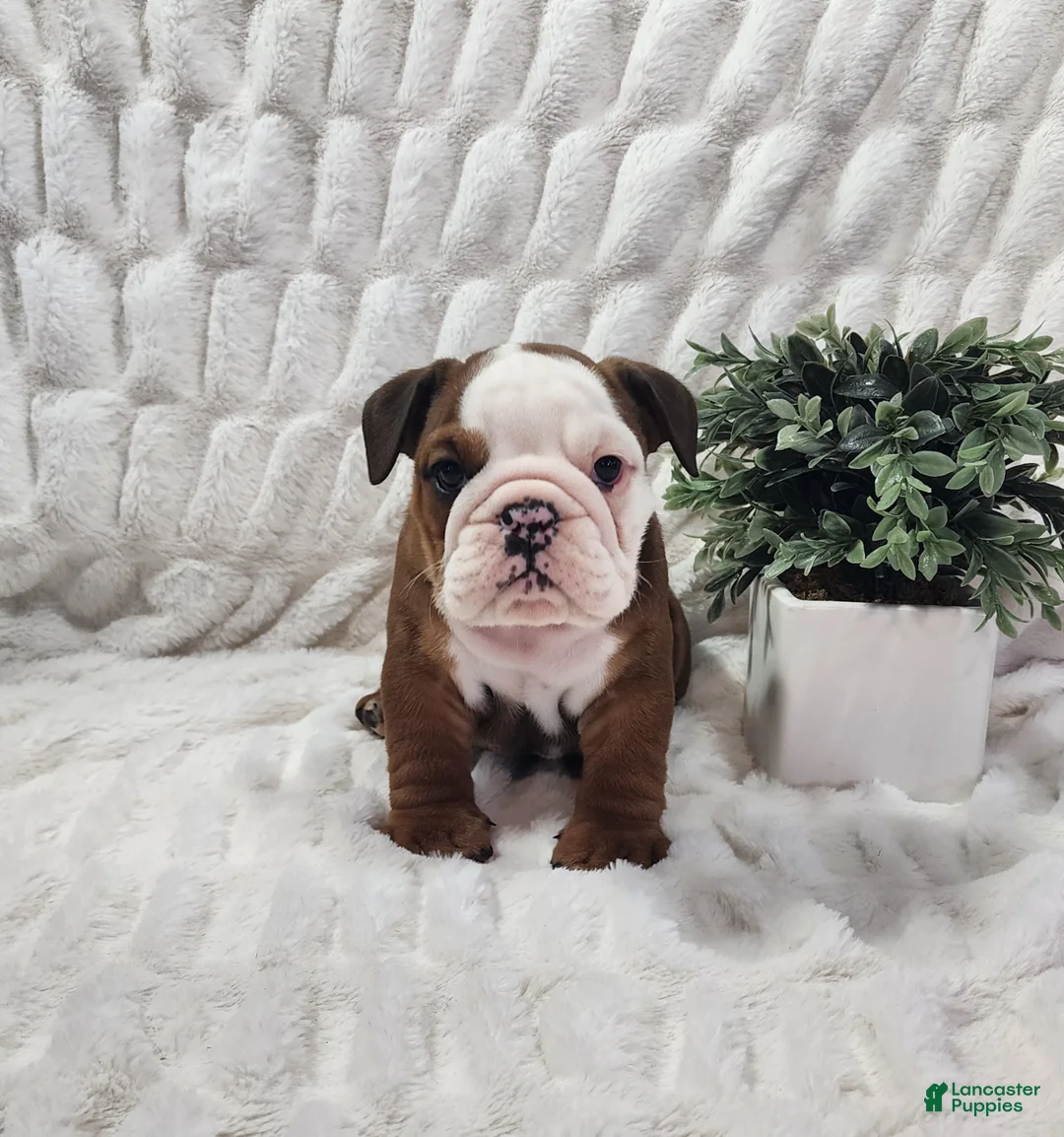 English Bulldog dogs for sale: AKC Asher  - Ad 2