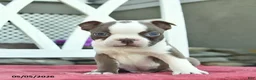 Boston Terrier dogs for sale: Prince   - Ad 5