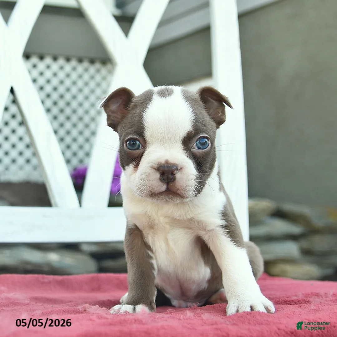 Boston Terrier dogs for sale: Prince   - Ad 5