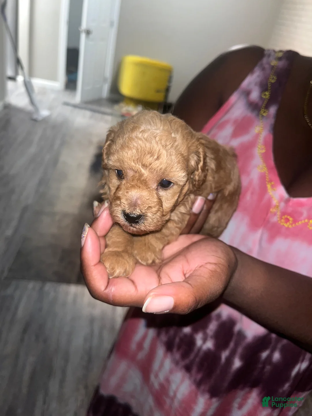 Toy Poodle dogs for sale: Toy Poodle Puppy 1 - Ad 1