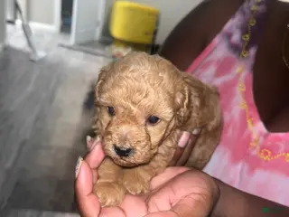 Toy Poodle dogs Toy Poodle Puppy 1 - Ad 13