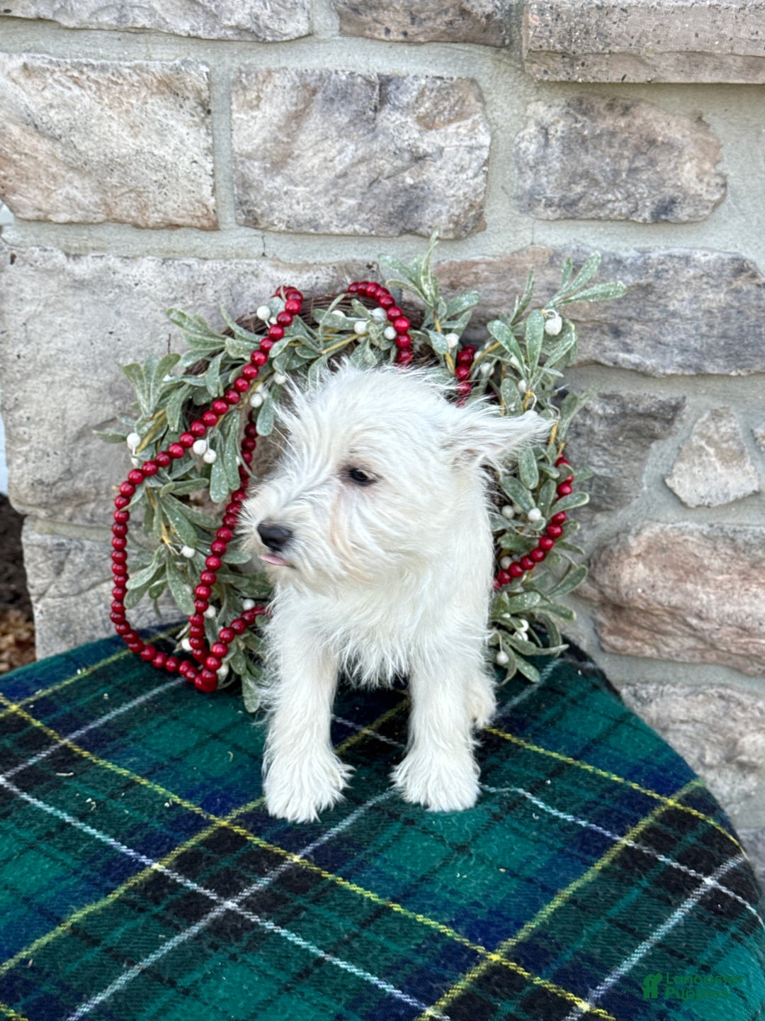 West Highland Terrier dogs for sale: Flower - Ad 2