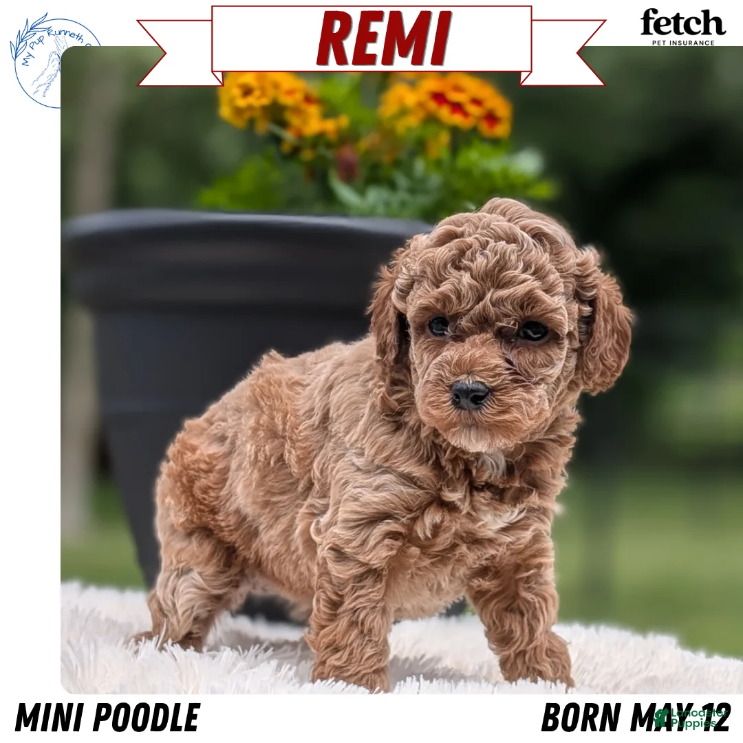 Miniature Poodle dogs for sale: Remi - Ad 1