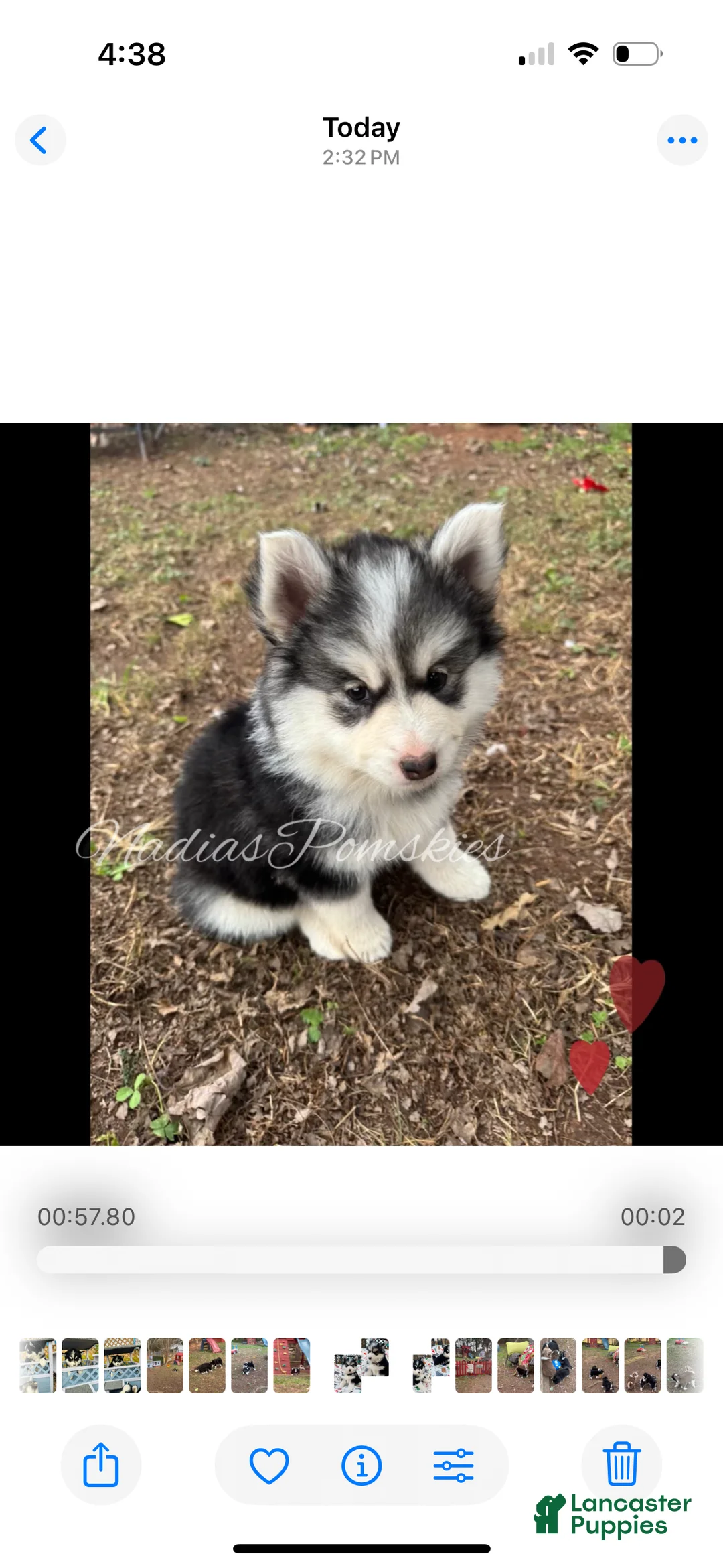 Pomsky dogs for sale: Pomsky Girl Gray/Black/White - Ad 4