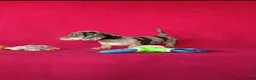Miniature Dachshund dogs for sale: Bella - Ad 7