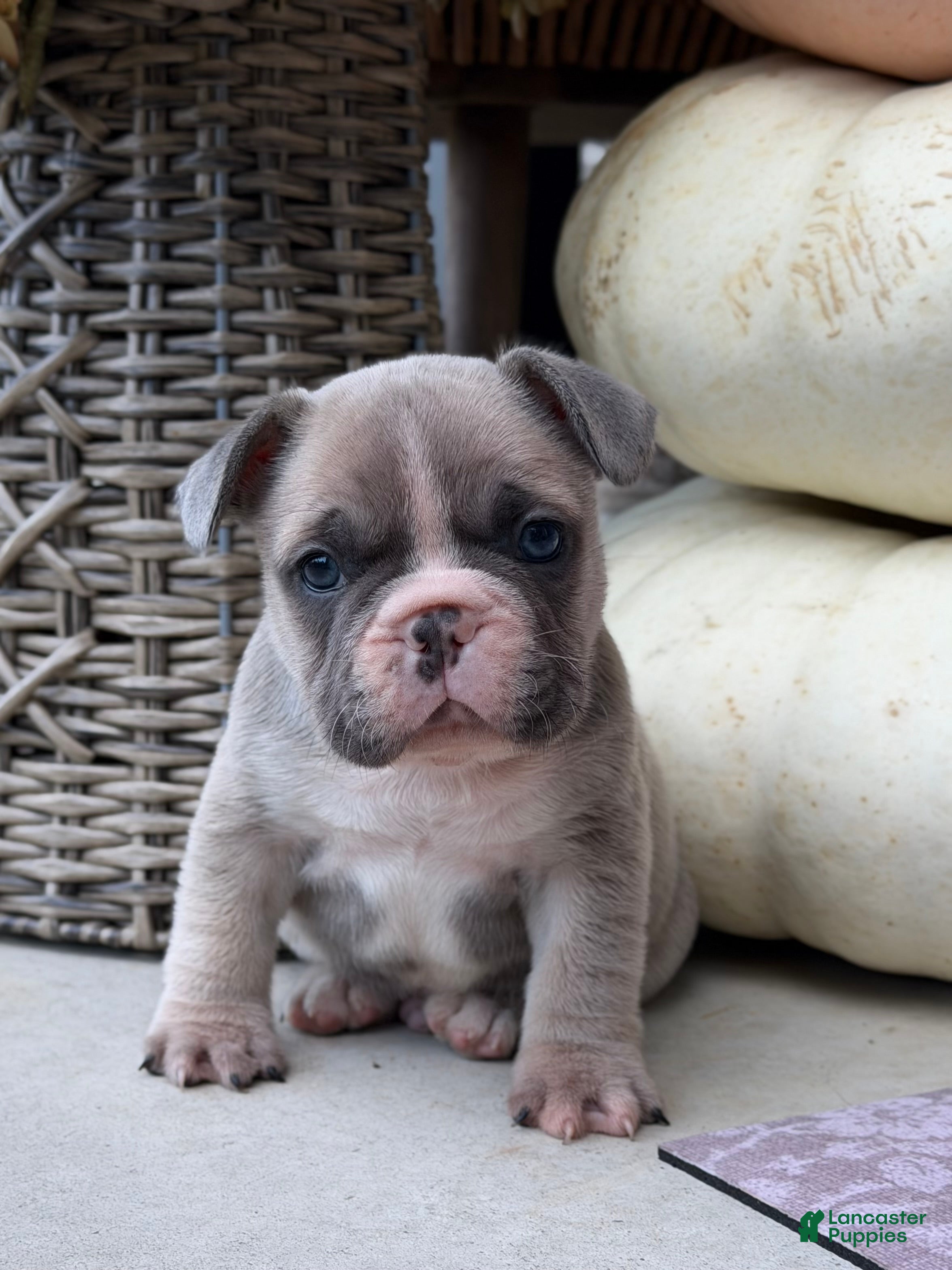 French Bulldog dogs French Bulldog 2 - Ad 1