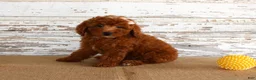 Mixed Breed dogs for sale: Nicki - Ad 3