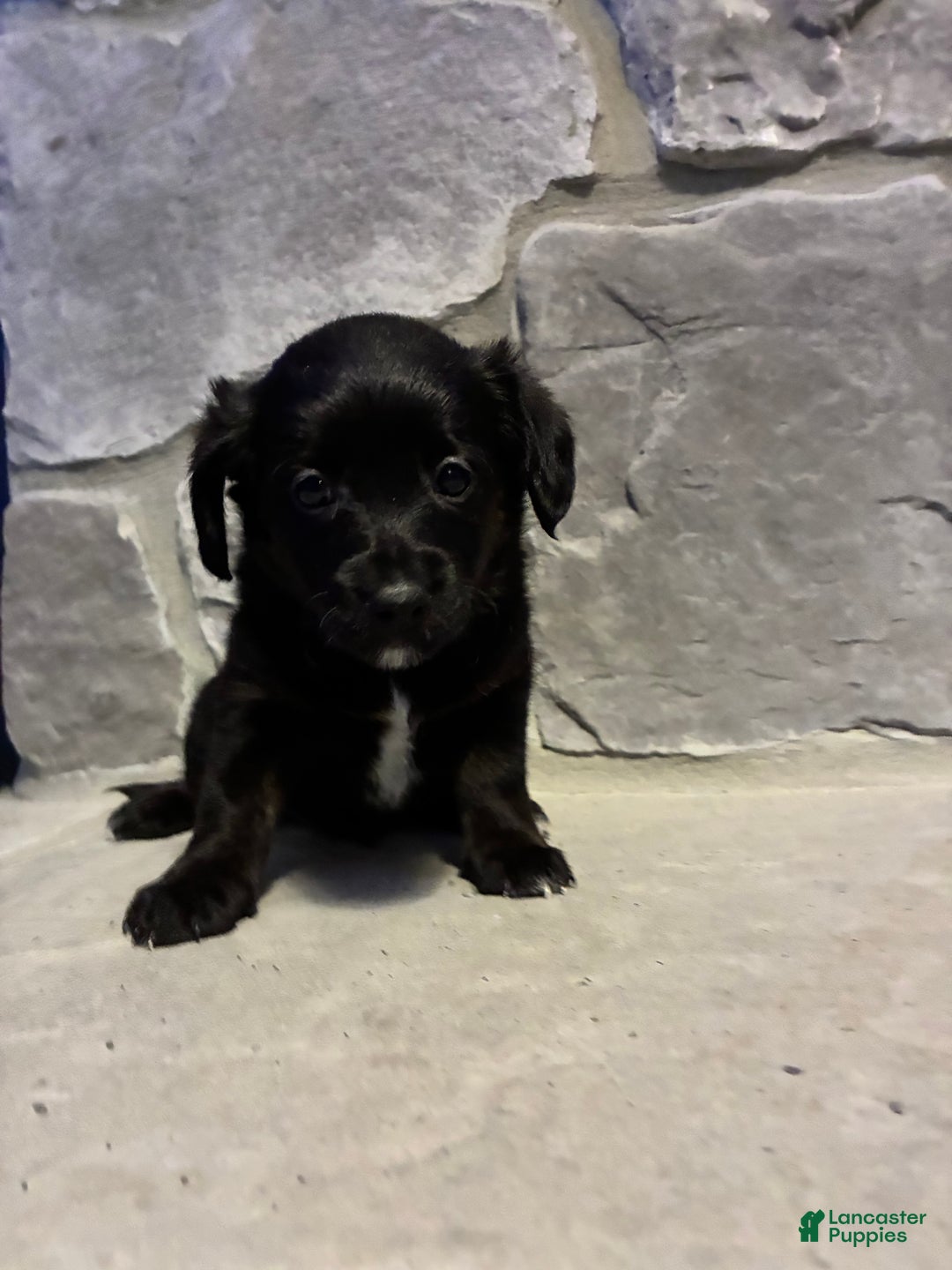 Corgipoo dogs for sale: Rascal Corgipoo - Ad 4