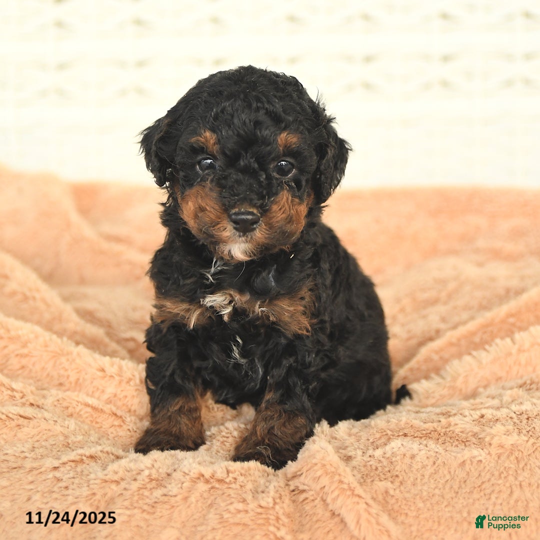 Miniature Poodle dogs for sale: Nolan - Ad 1