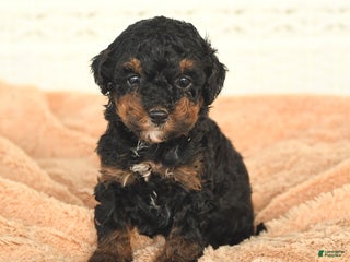 Miniature Poodle dogs Nolan - Ad 27