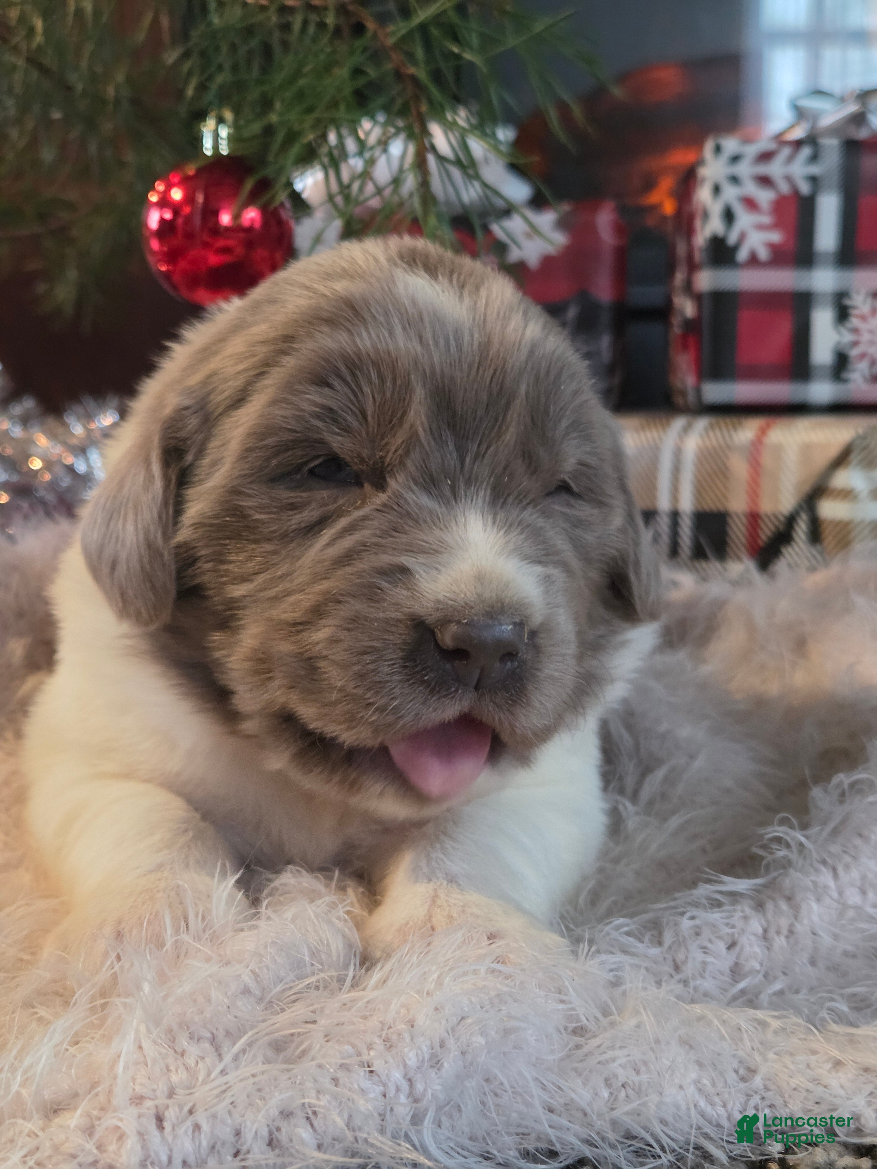 Newfoundland dogs Crystal  - Ad 27